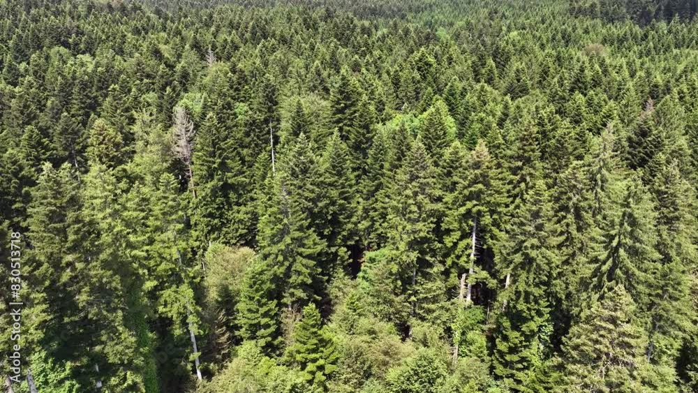 Aerial view of sunny confierous forest landscape. Aerial view of sunny confierous forest landscape.
