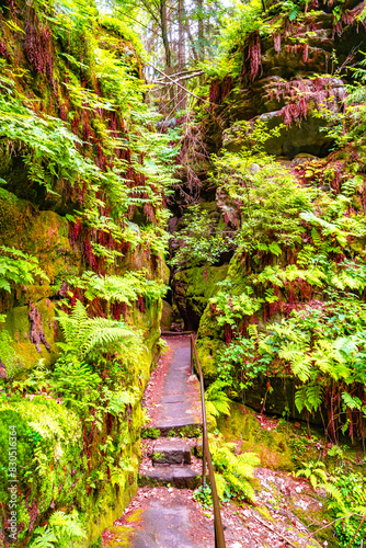 Magical enchanted fairytale forest with fern  moss  lichen  gorge and sandstone rocks at the hiking trail Malerweg  Devil Chamber in the national park Saxon Switzerland  Saxony  Germany