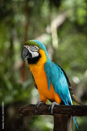 Blue-and-Yellow Macaw