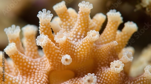  Orange coral close-up