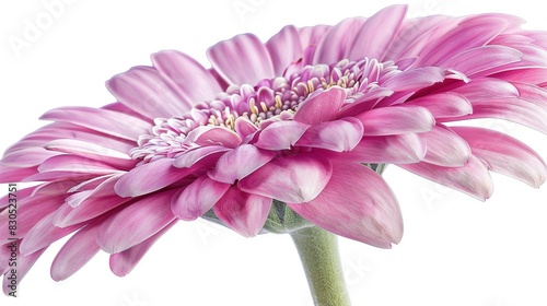   A close-up of a pink flower on a white background with a slightly blurred image of its center