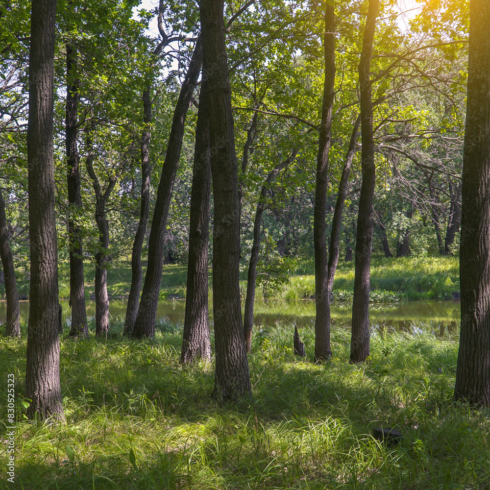 Forest landscape on a quiet sunny summer day. Forest landscape on a quiet sunny summer day.
