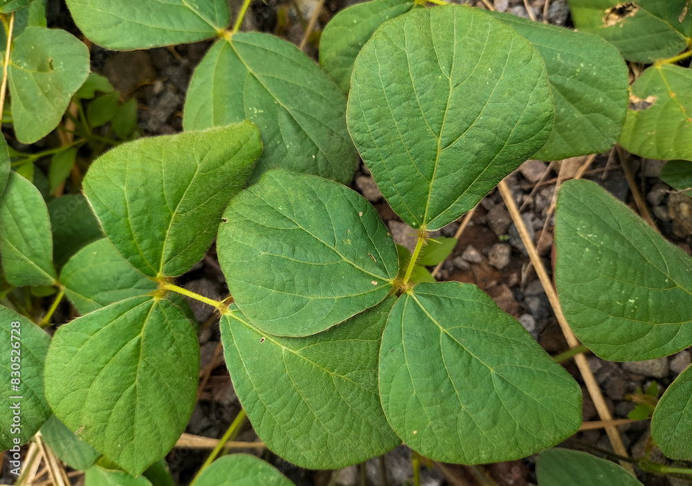 Selective focus. Leaves of calopogenium mucunoides. It can be used as nature background. Green wallpaper.
Selective focus. Leaves of calopogenium mucunoides. It can be used as nature background. Green wallpaper.