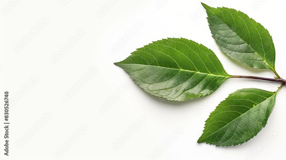 A crisp, close-up image of a vibrant green leaf against a pristine white background Ideal for text or design placement on apparel - t-shirts included A crisp, close-up image of a vibrant green leaf against a pristine white background Ideal for text or design placement on apparel - t-shirts included