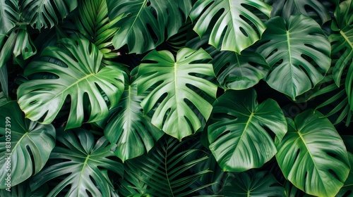  A close-up of a green plant with numerous leaves on each side