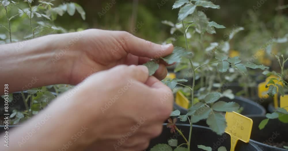Gardener's hands tending to young plants in pots at a greenhouse Gardener's hands tending to young plants in pots at a greenhouse