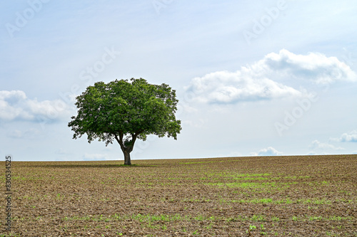 Luftaufnahme oder Drohnenaufnahme eines freistehendes Baums auf einem kahlen Feld im Herbst, Holzhausen, Schweinfurt, Deutschland photo