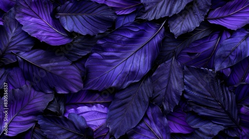  A bed of interconnected purple leaves, surrounding others in the same hue photo