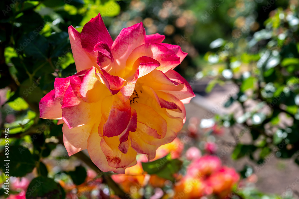 Blooming orange rose on a green leaves background Blooming orange rose on a green leaves background