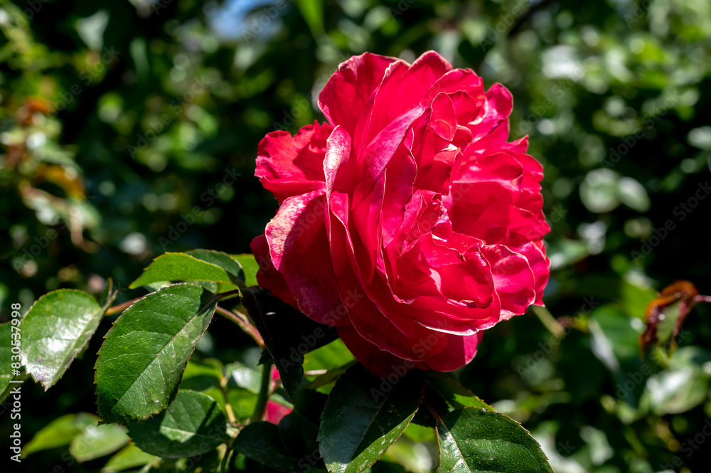 Blooming red rose on a green leaves background Blooming red rose on a green leaves background