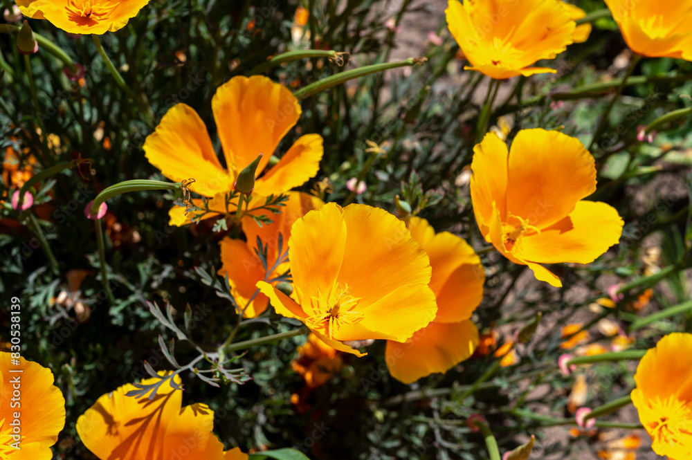 Blooming orange field poppy in a green grass Blooming orange field poppy in a green grass