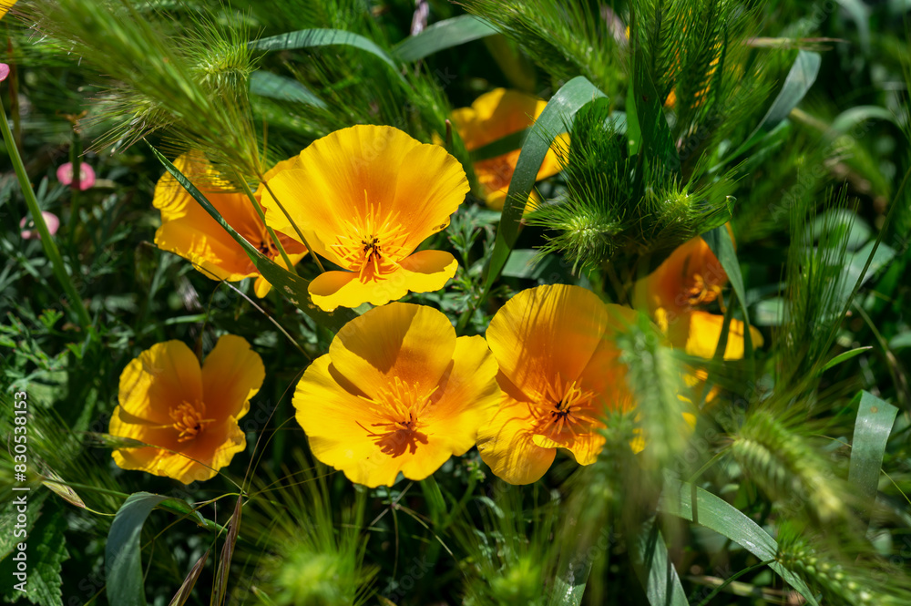 Blooming orange field poppy in a green grass Blooming orange field poppy in a green grass