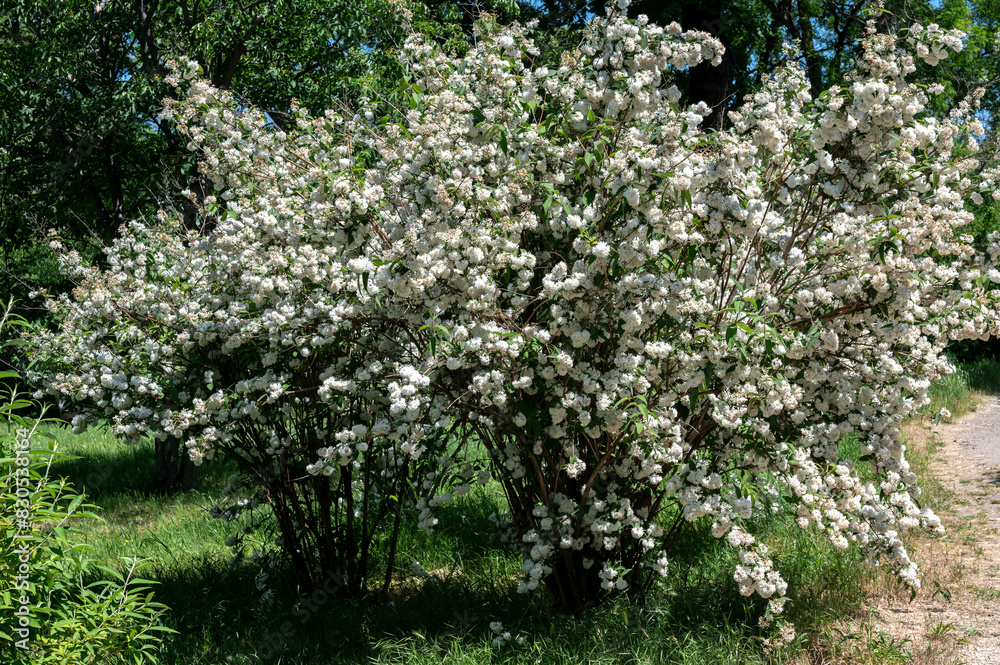 Blooming white deutzia in a garden Blooming white deutzia in a garden