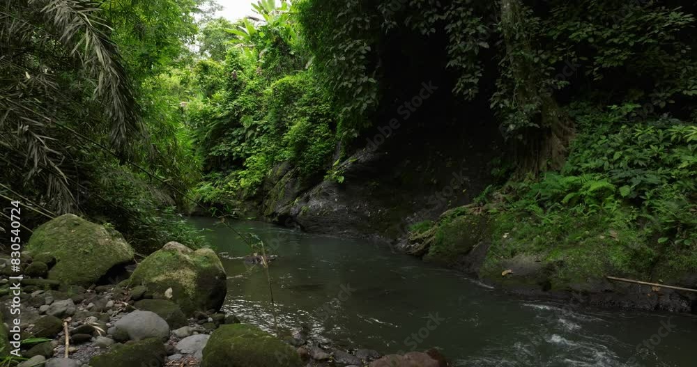 River in tropical green rainforest, 4K Aerial drone top view shot River in tropical green rainforest, 4K Aerial drone top view shot