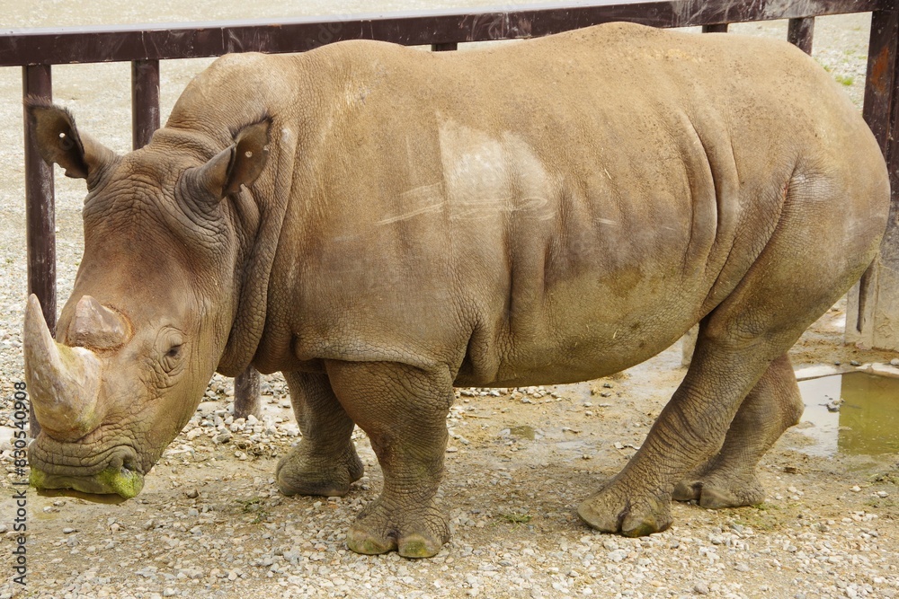 那須サファリパークのミナミシロサイの全身 那須サファリパークのミナミシロサイの全身