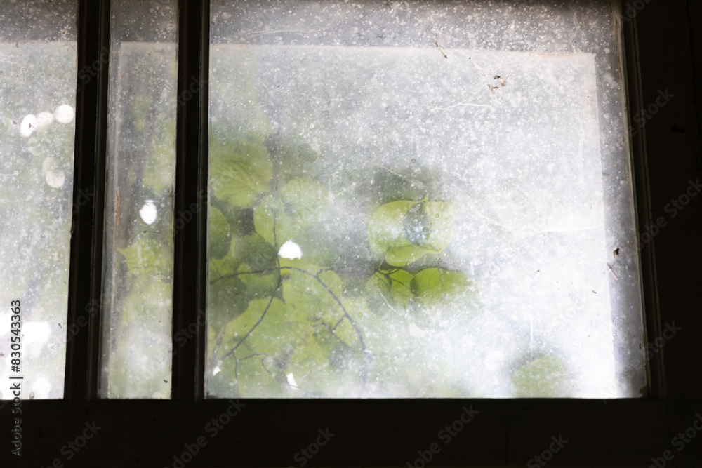 Naklejka premium A beautiful closeup of a dirty window glass with bush leaves. Abandoned building in Latvia countryside.