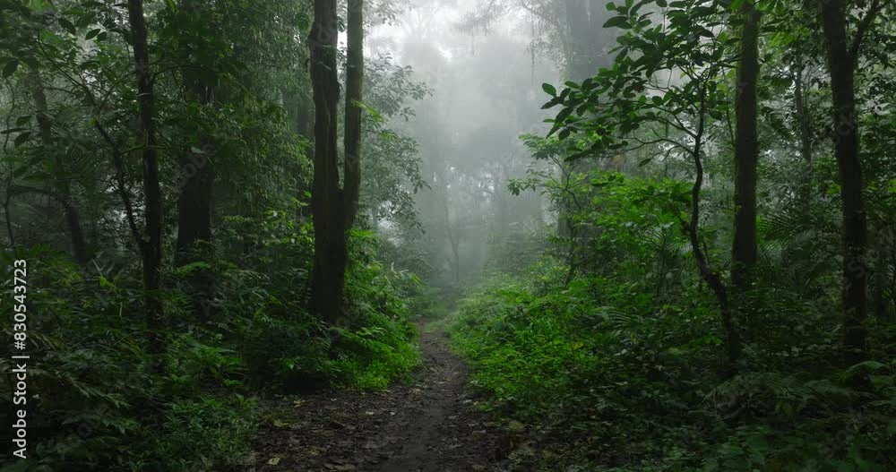 Path in the tropical forest with fog in Bali. Nature background