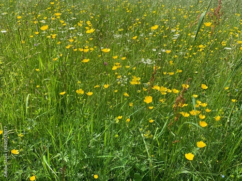 dandelions in the grass photo