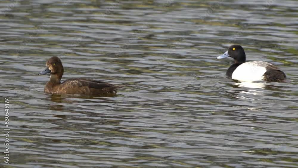 The Life of the Greater Scaup: Aythya marila in the Lakes of Canada The Life of the Greater Scaup: Aythya marila in the Lakes of Canada