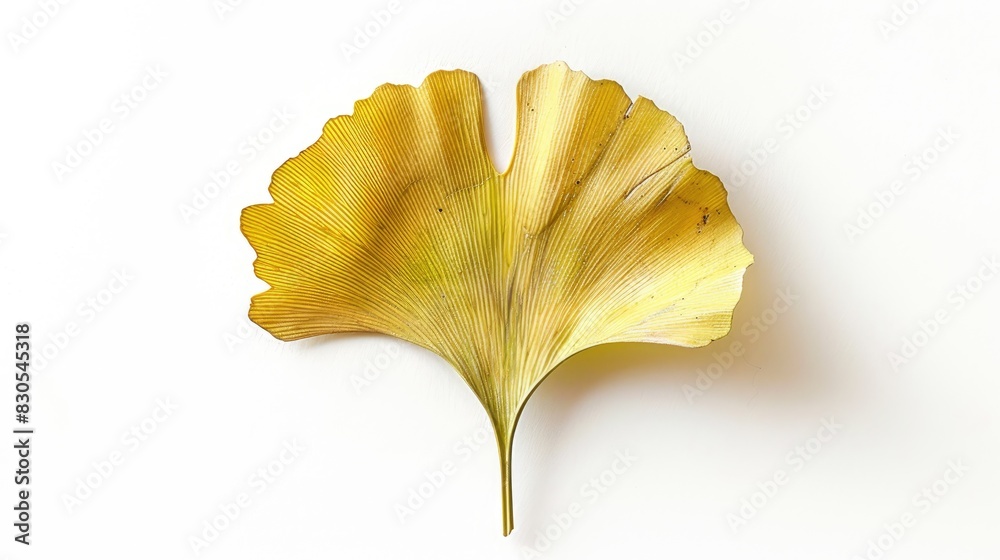 Naklejka premium Ginkgo leaf against a white backdrop
