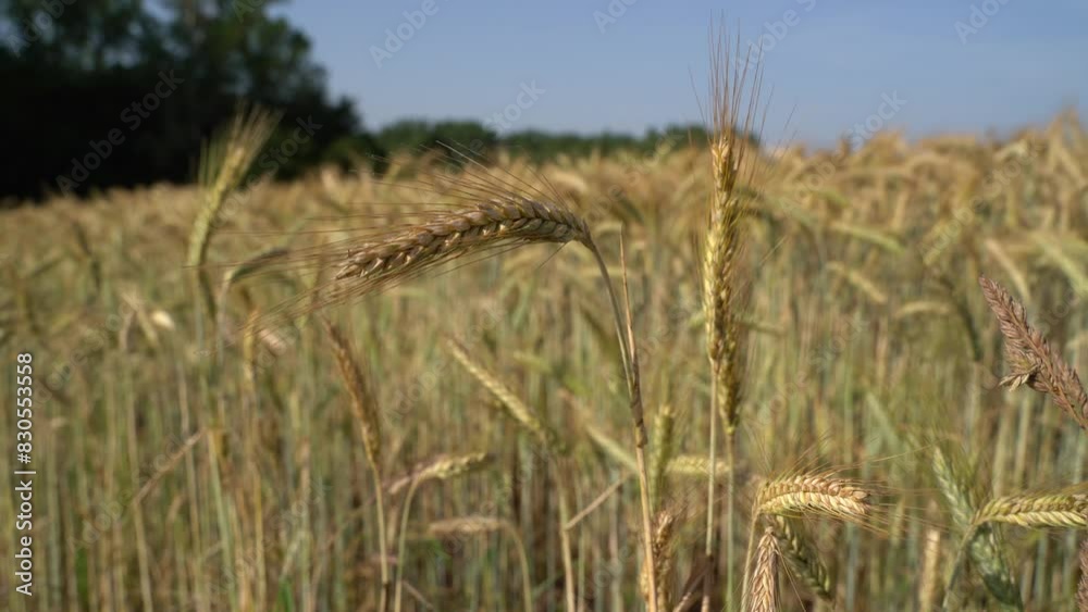 Close up of swinging barley stalks in summer Close up of swinging barley stalks in summer