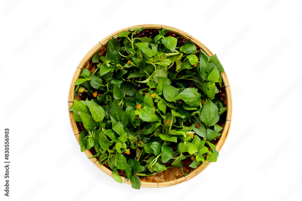 Yellow flower with green leaves of acmella oleracea or toothache plant on white background Yellow flower with green leaves of acmella oleracea or toothache plant on white background