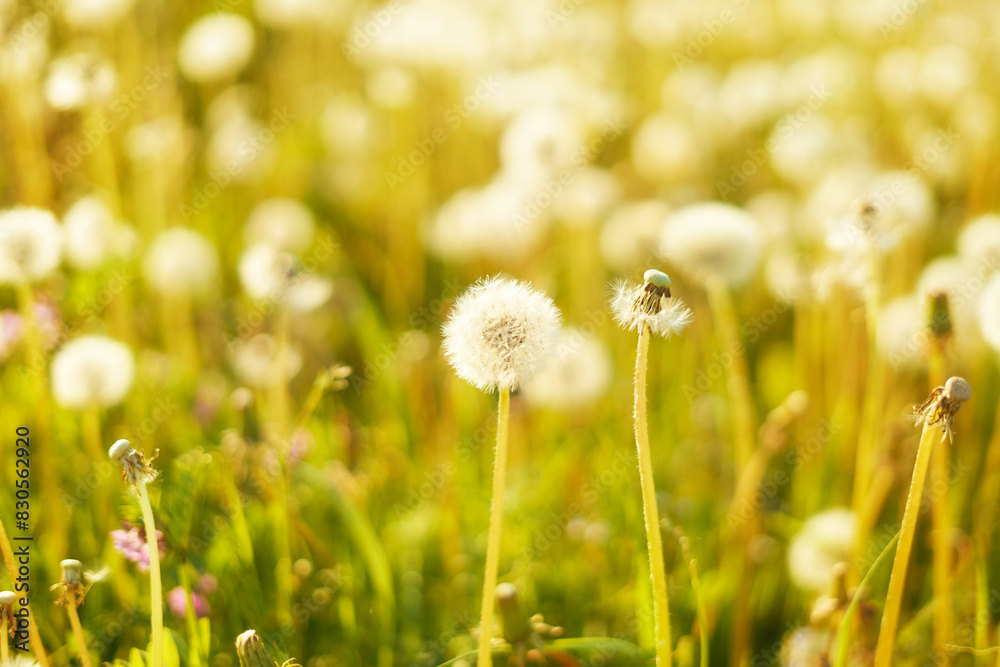field of dandelions field of dandelions