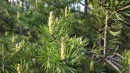 Male pollen cones on a pine (Pinus sylvestris) tree branch, green spring needles close up