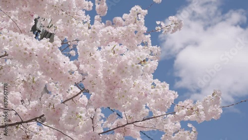 Sakura with blooming flower. Blossom spring season. Japanese cherry. Sakura blossom. Beautiful spring Sakura flower on cherry tree. Sakura flower in bloom in spring. Spring nature. Blossom fragrance