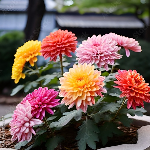 A colorful display of chrysanthemums  symbolizing longevity and happiness  in a traditional Korean garden.
