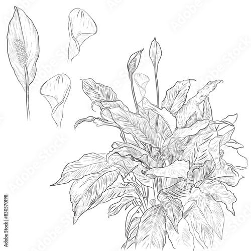 peace lily flower illustration hand drawing style  (ID: 830570198)