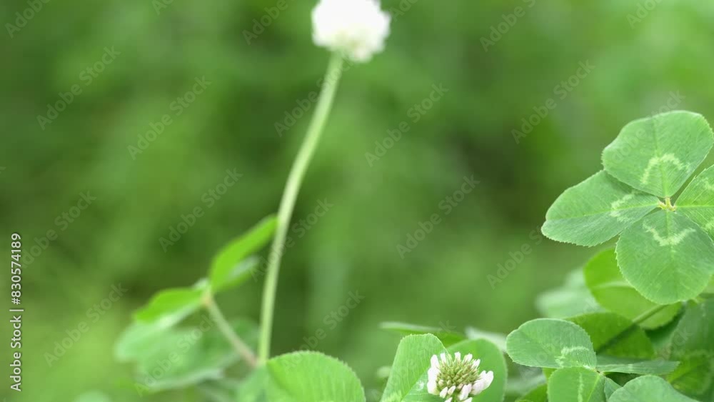 木陰でそよ風に揺れる四つ葉のクローバー