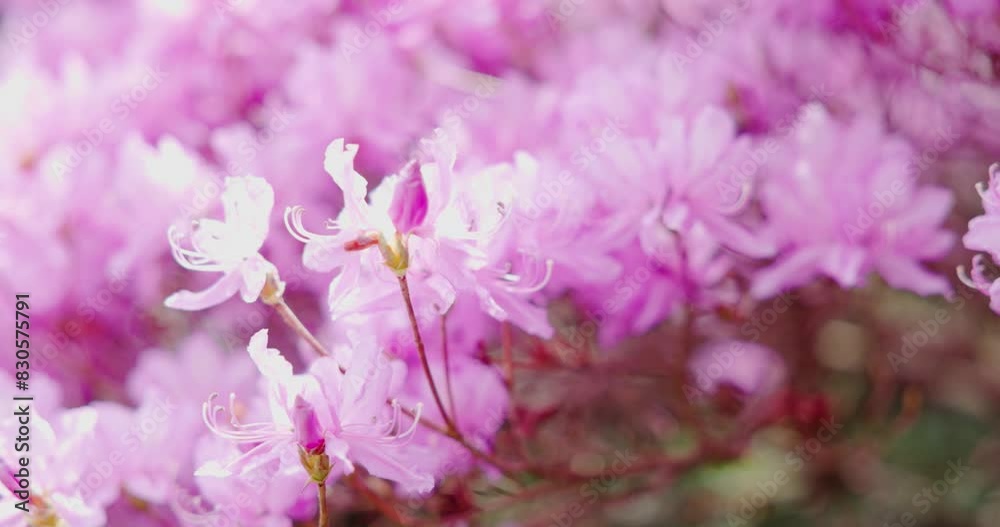 Close up pink Sakura Flowers in japan. Slow motion. 4k. Close up pink Sakura Flowers in japan. Slow motion. 4k.