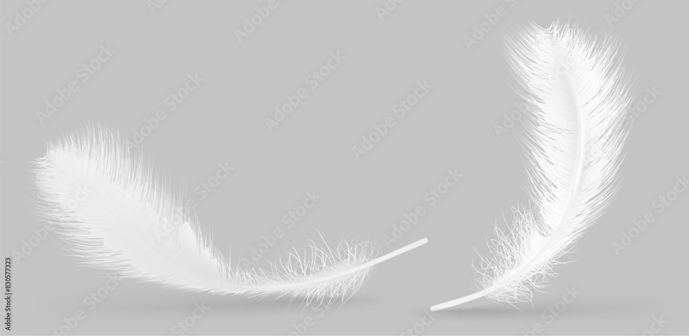 Obraz premium Vector feather isolated on grey background. Design template, clipart