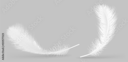 Vector feather isolated on grey background. Design template, clipart