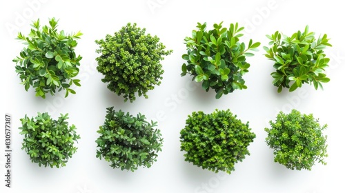 Top View of Bushes Isolated on White Background  Generative AI
