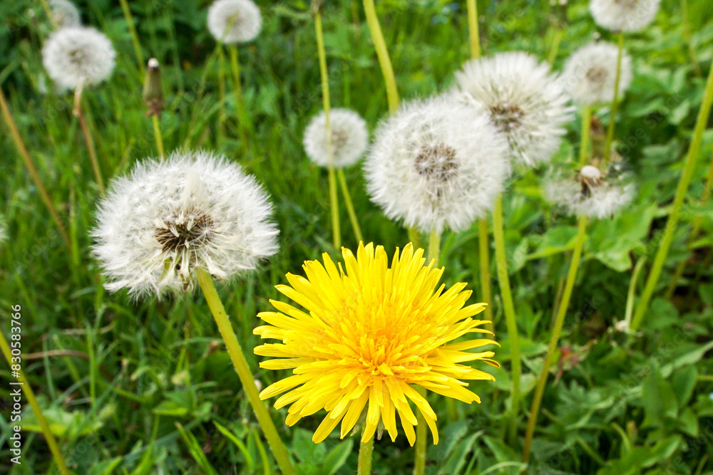 Dandelion flower on a background of dandelions with seeds. Plant reproduction concept. Dandelion flower on a background of dandelions with seeds. Plant reproduction concept.