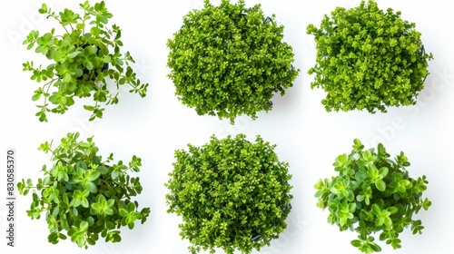 Top view of green bushes isolated on white background, Generative AI