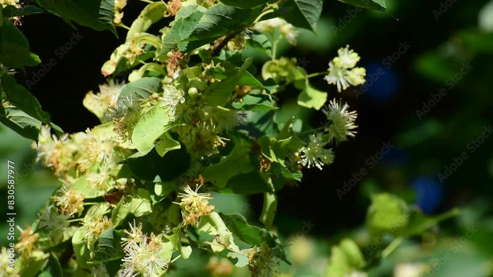 Linden blossom on a branch with green leaves. medicinal plant. Linden blossom on a branch with green leaves. medicinal plant.