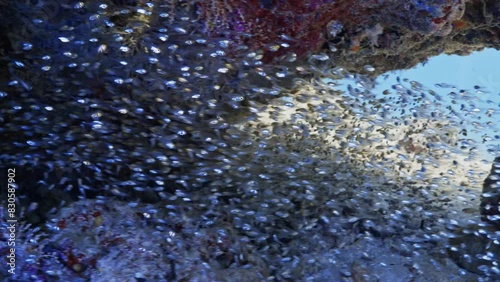 Shoal of Glassfish in a Coral Structure - Southern Maldives photo