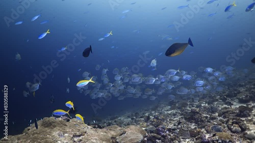 Shoal of Jackfish in the blue - Southern Maldives photo