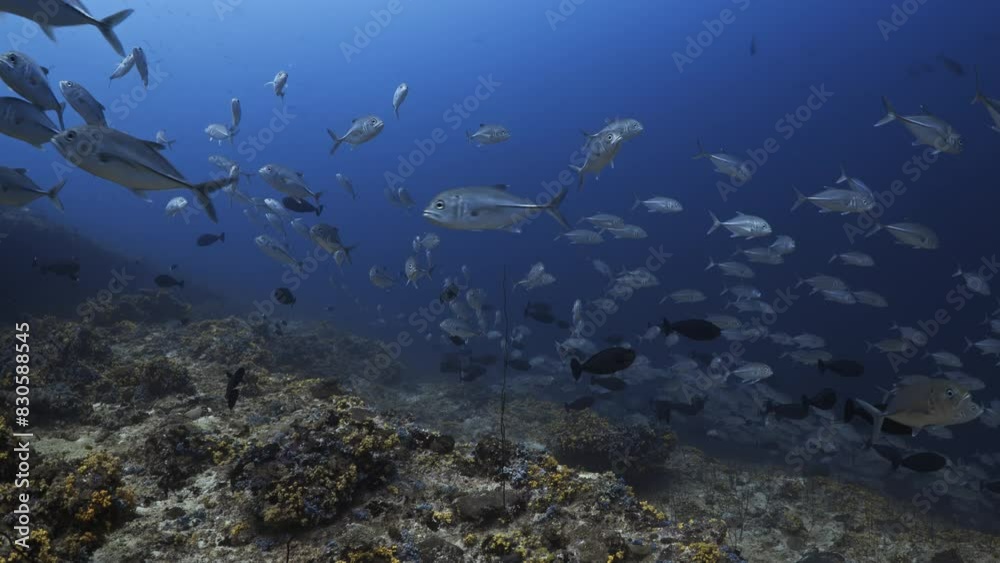 Shoal of Jackfish in the blue - Southern Maldives Shoal of Jackfish in the blue - Southern Maldives