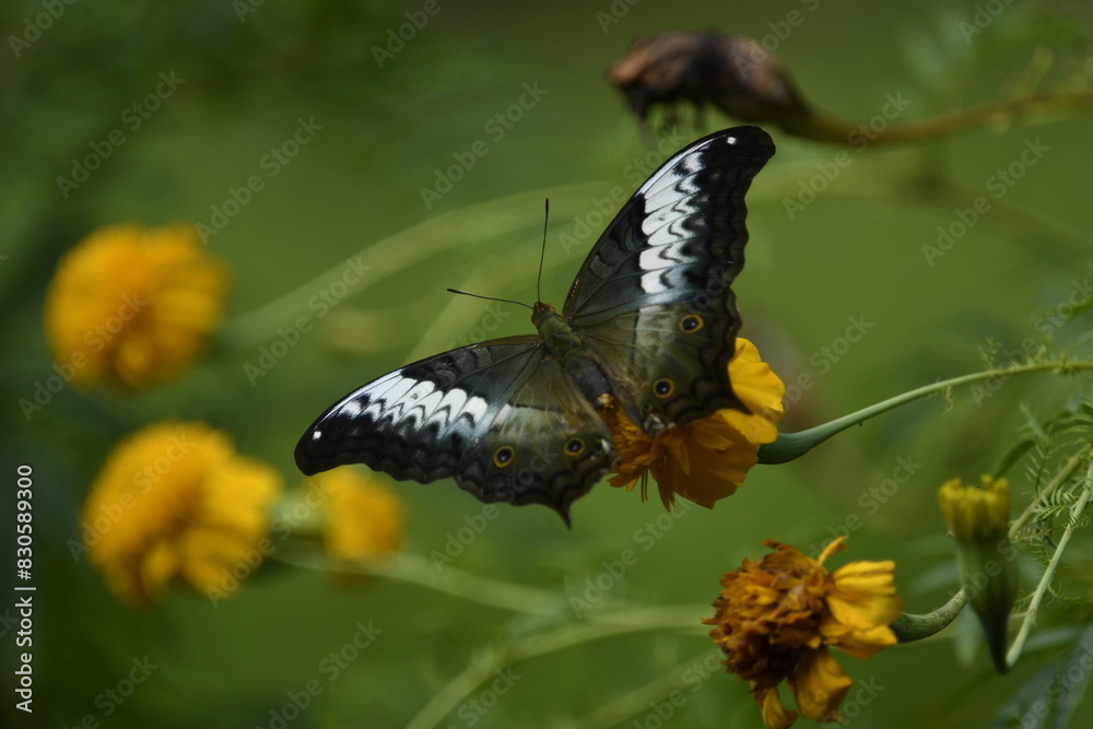 Vindula, commonly called cruisers, is a genus of butterflies of the subfamily Heliconiinae in the family Nymphalidae found in southeast Asia and Australia Vindula, commonly called cruisers, is a genus of butterflies of the subfamily Heliconiinae in the family Nymphalidae found in southeast Asia and Australia