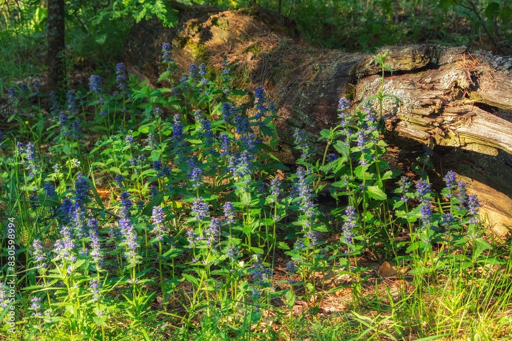 Fototapeta premium Forest glade with flowering Geneva tenacia