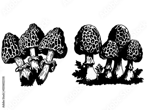 Set of collection morel mushroom silhouettes isolated on white background