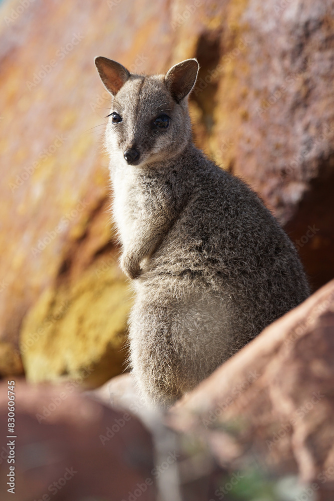 Felsenkänguruh auf Magnetic Island - Australien Felsenkänguruh auf Magnetic Island - Australien