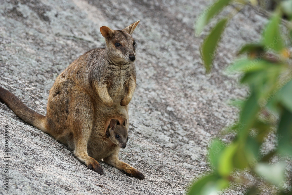 Felsenkänguruh auf Magnetic Island - Australien Felsenkänguruh auf Magnetic Island - Australien