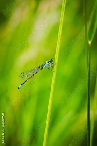 Dragonfly sitting on a plant