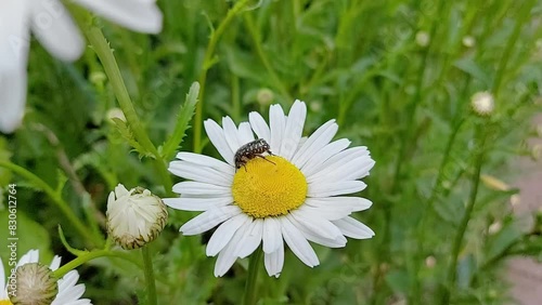 A black beetle with white spots crawls on a chamomile and eats nectar. insect