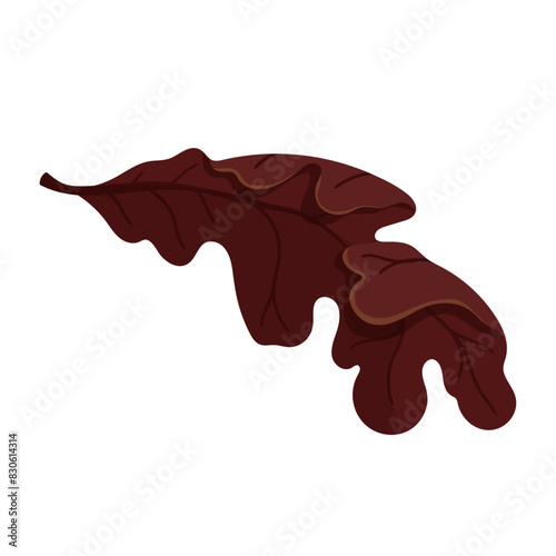 Colorful, autumn dry oak leaf. Vector graphics.
